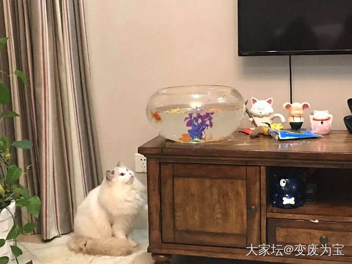 老虎说谢谢大家的关心，最近我很好😄👌_宠物猫