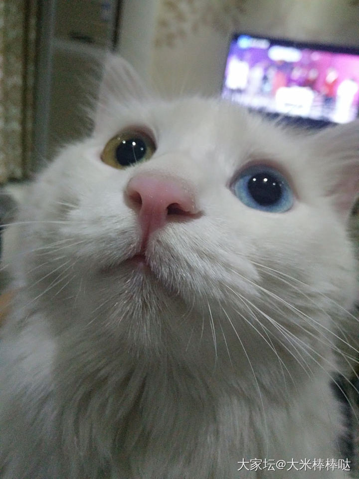 眼睛像宝石一样_猫