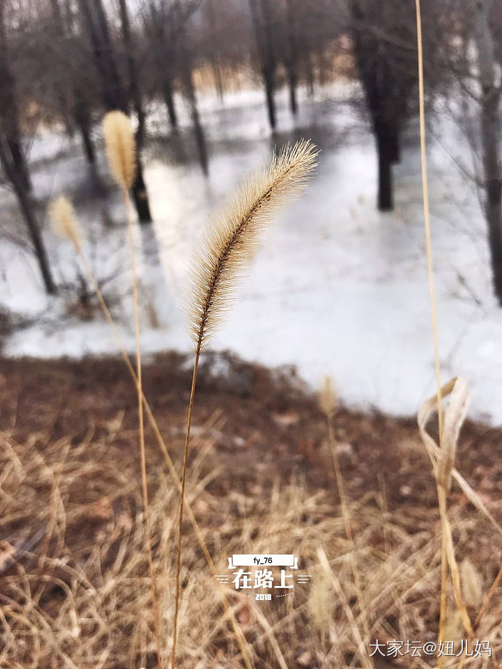 溜溜哒哒 冰上森林_旅游