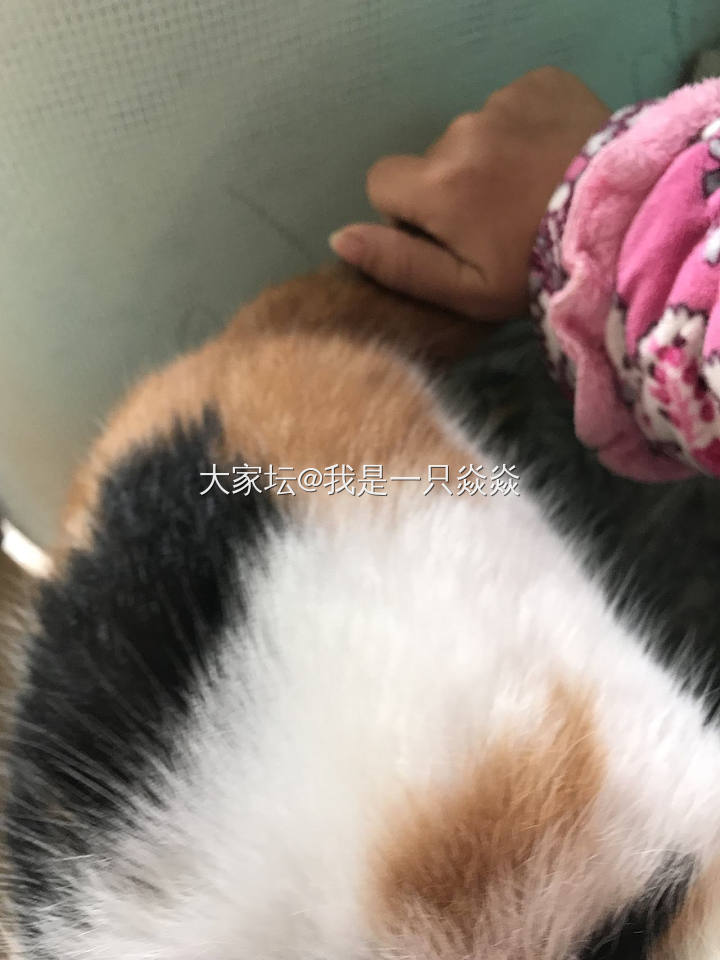 对，我拍猫也拍不好_宠物猫