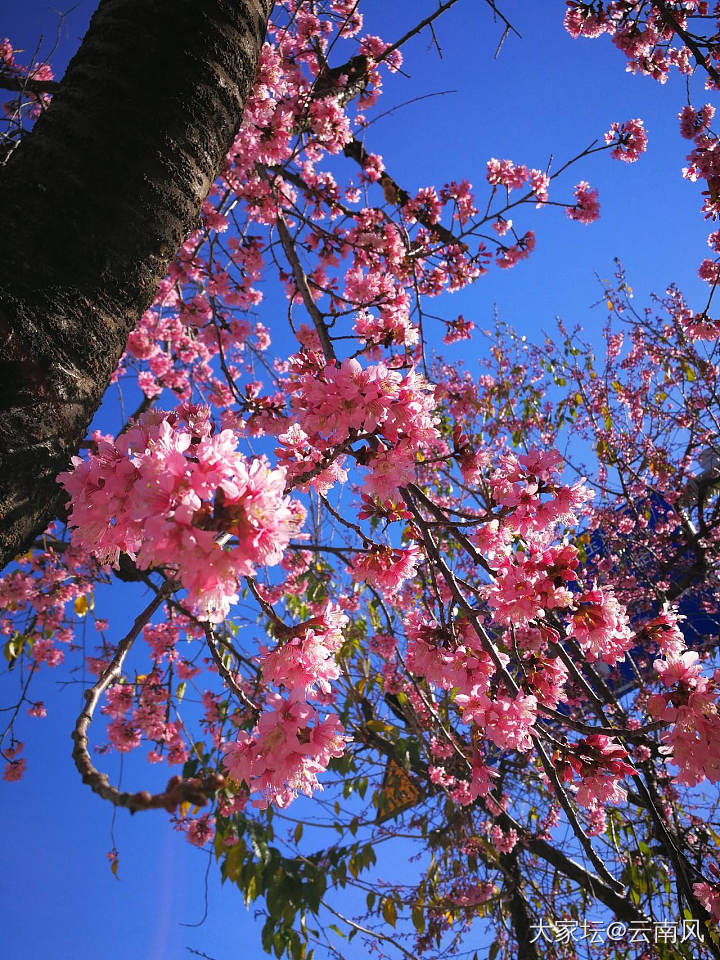 冬樱花_景色