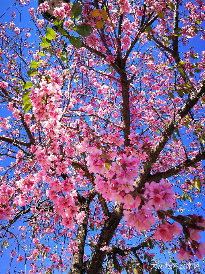 冬樱花_景色