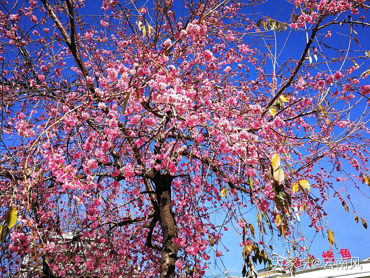 冬樱花_景色