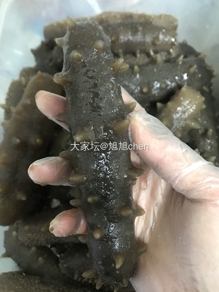 接上～～海参篇【四】
几天事忙耽误更新啦
海参煮完之后，换了冰水放在冰箱中泡了2..._补品美食