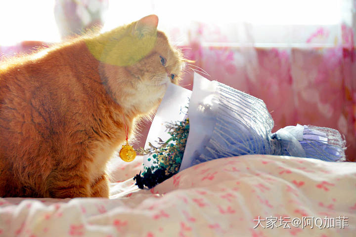 大仔与花_猫