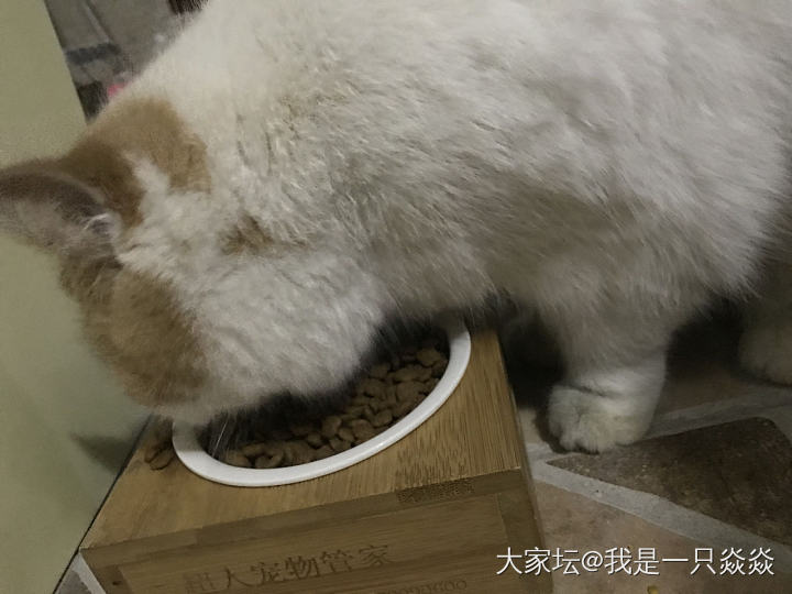 吃得好香，新买的猫料不错呢_猫