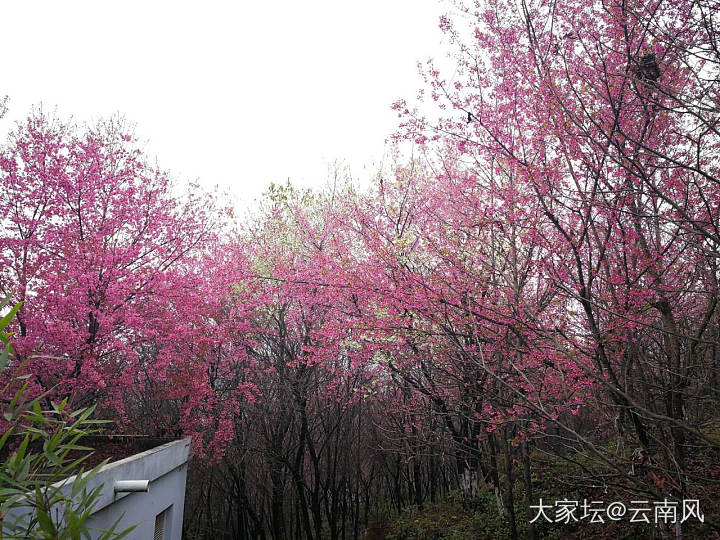 早开的花，红色已谈去，晚开的更美，更壮观，下次再出太阳时可以欣赏到。_景色