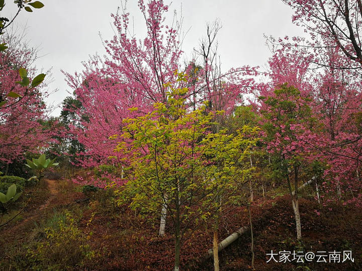 早开的花，红色已谈去，晚开的更美，更壮观，下次再出太阳时可以欣赏到。_景色