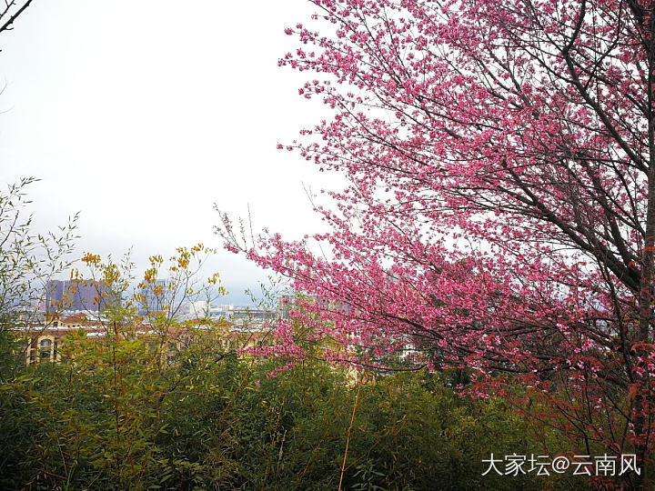 早开的花，红色已谈去，晚开的更美，更壮观，下次再出太阳时可以欣赏到。_景色