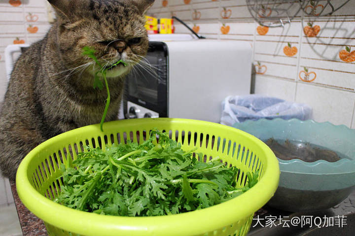 继续啃菜_猫宠物