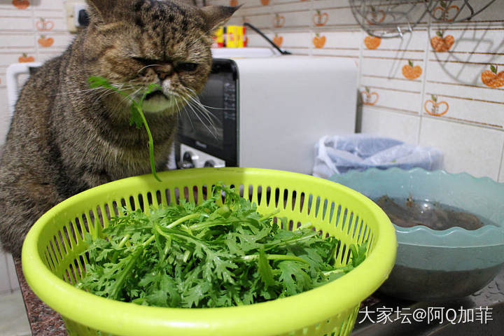 继续啃菜_猫宠物