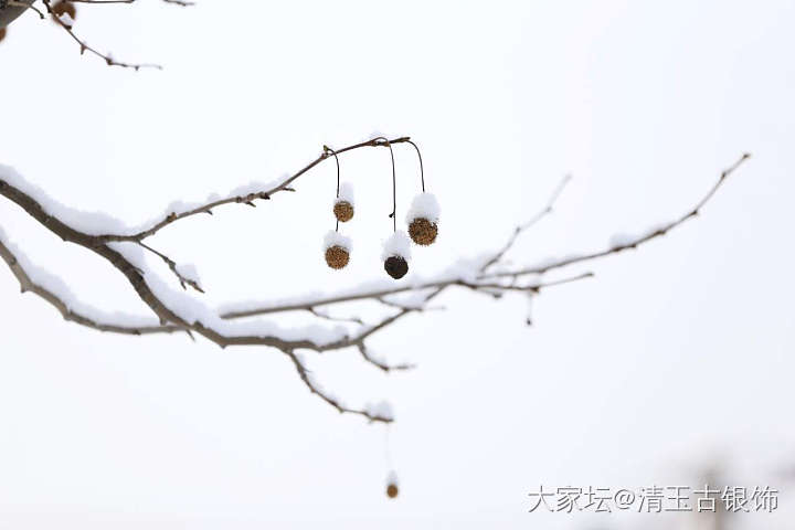 2019的第一场雪_摄影