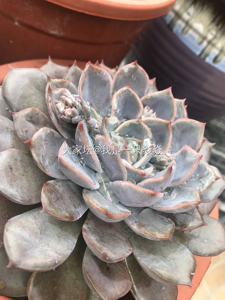 冬日里的花花草草_多肉植物