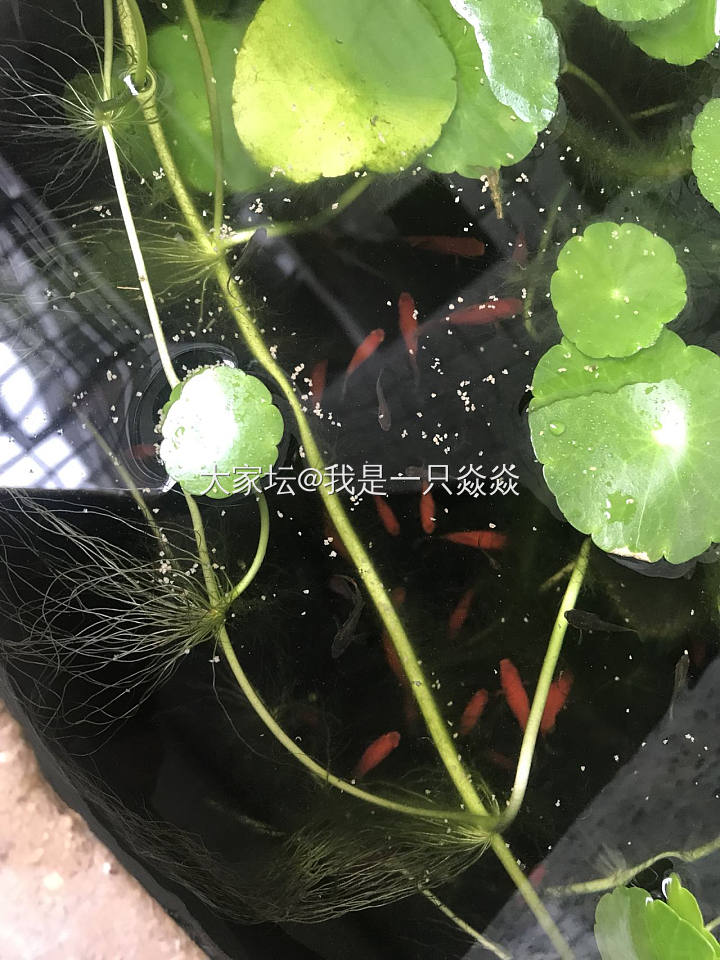 冬日里的花花草草_多肉植物