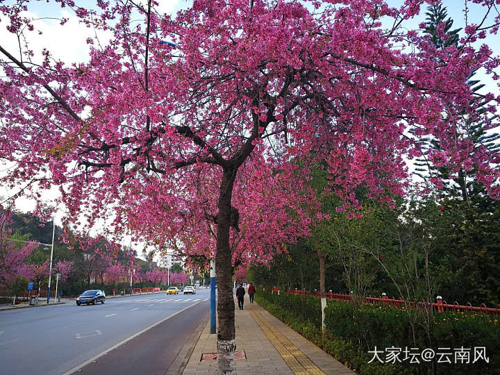 路边的樱花_景色