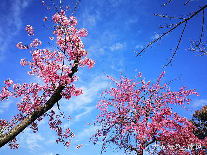 今天天气好，花盛开_景色