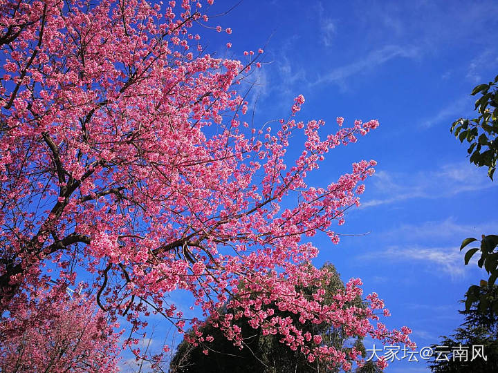 今天天气好，花盛开_景色