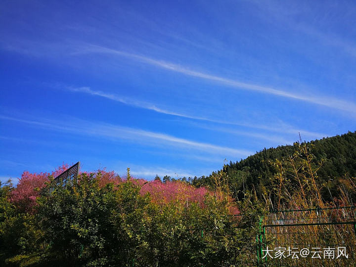 换了个地方，这边花不红了_景色