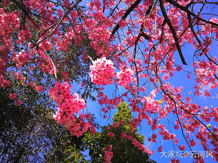 路边的樱花_景色