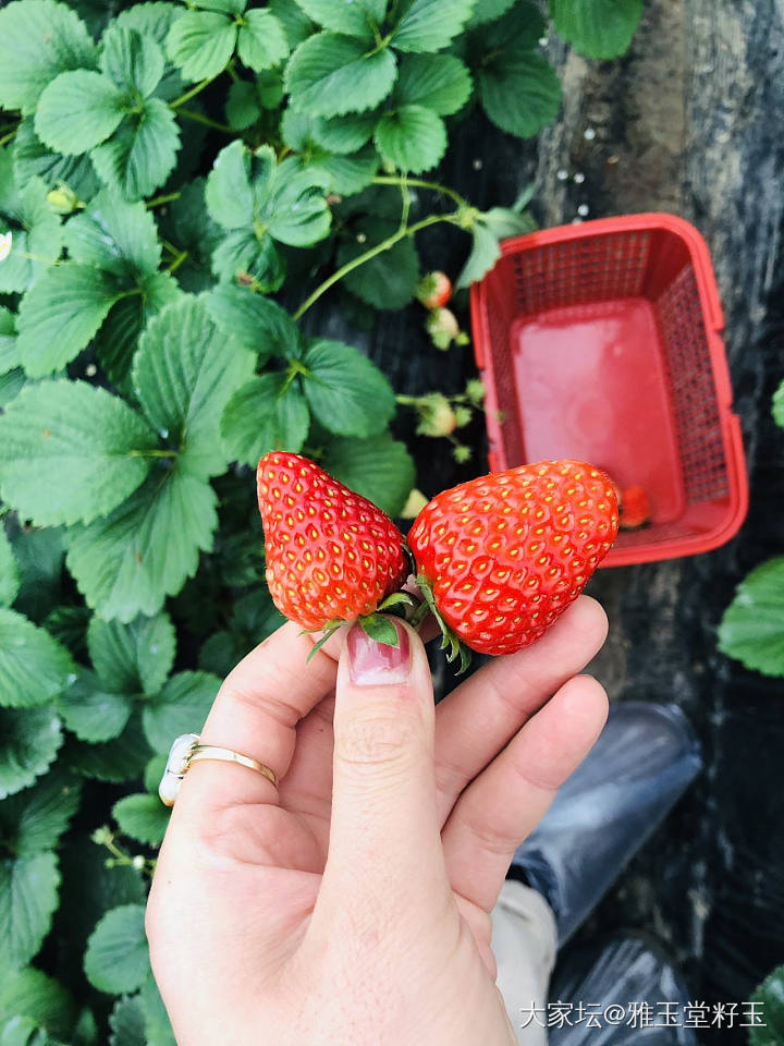 草莓季～打卡_水果