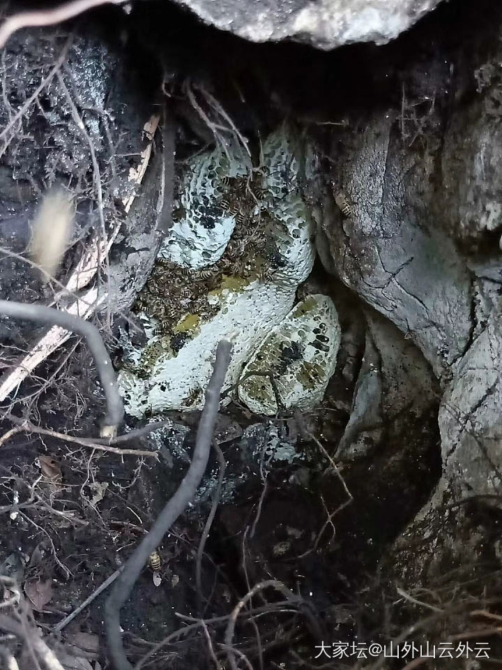 野生蜂蜜了解一下_美食