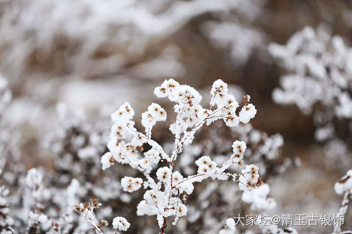 雾凇，难得遇到_摄影