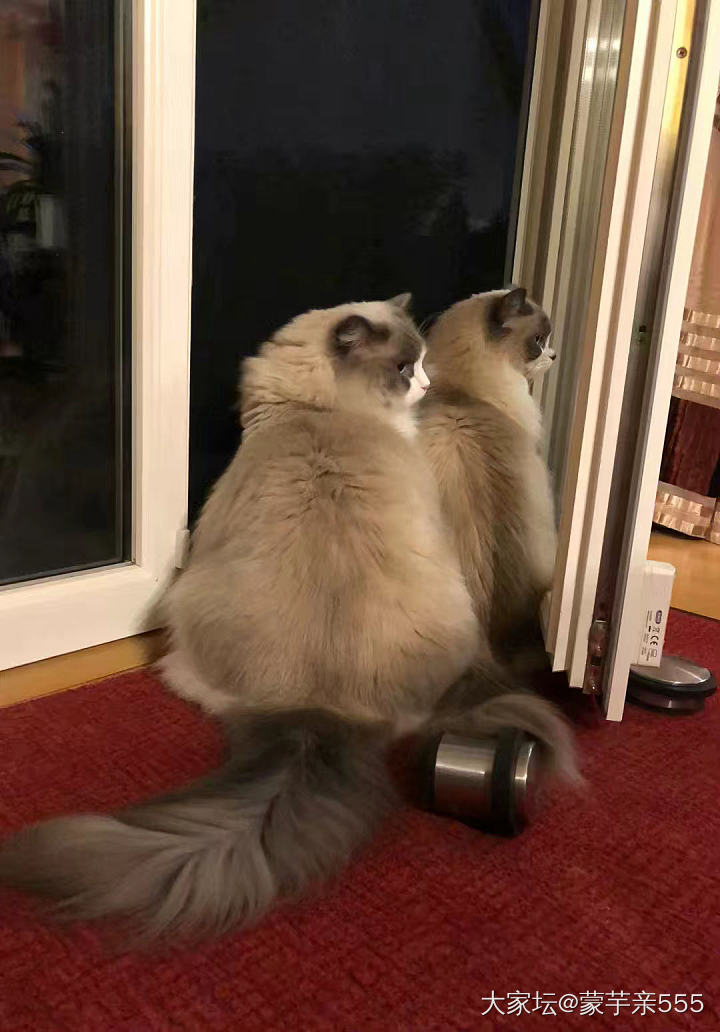 下雨不能出门 晚上这么冷的天也要开着门吹吹冷风_猫宠物