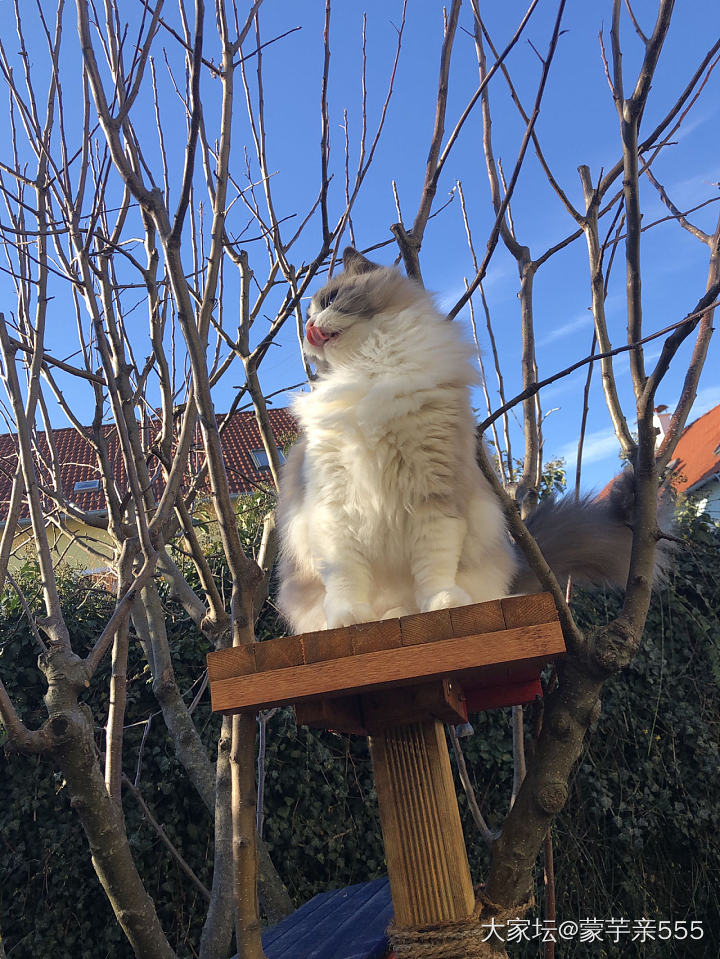 幸福对于Jo来说就是有太阳晒 旁边还有美女陪_猫