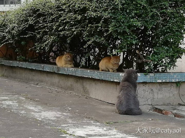 感觉我们小区流浪猫层次不低啊_猫