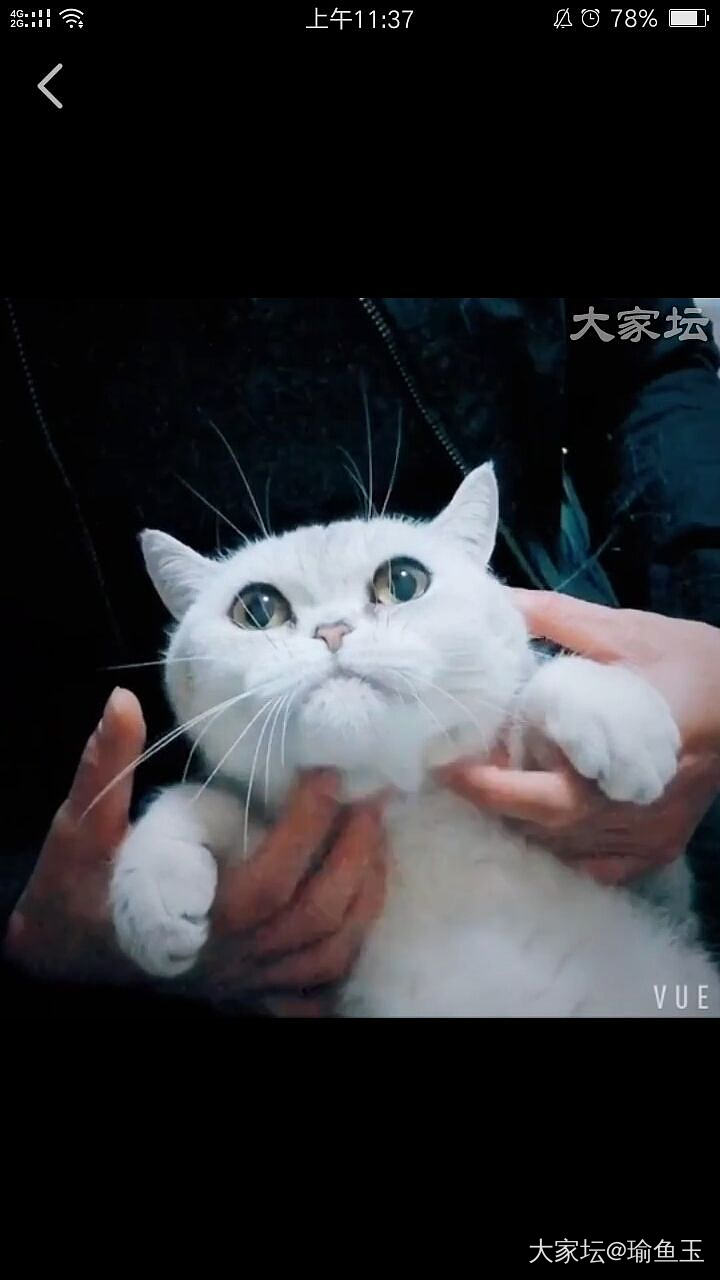 抱歉，该主题仅楼主自己可见_猫宠物闲聊