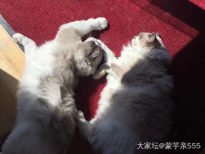 冬日暖阳里的两只大懒🐱_猫