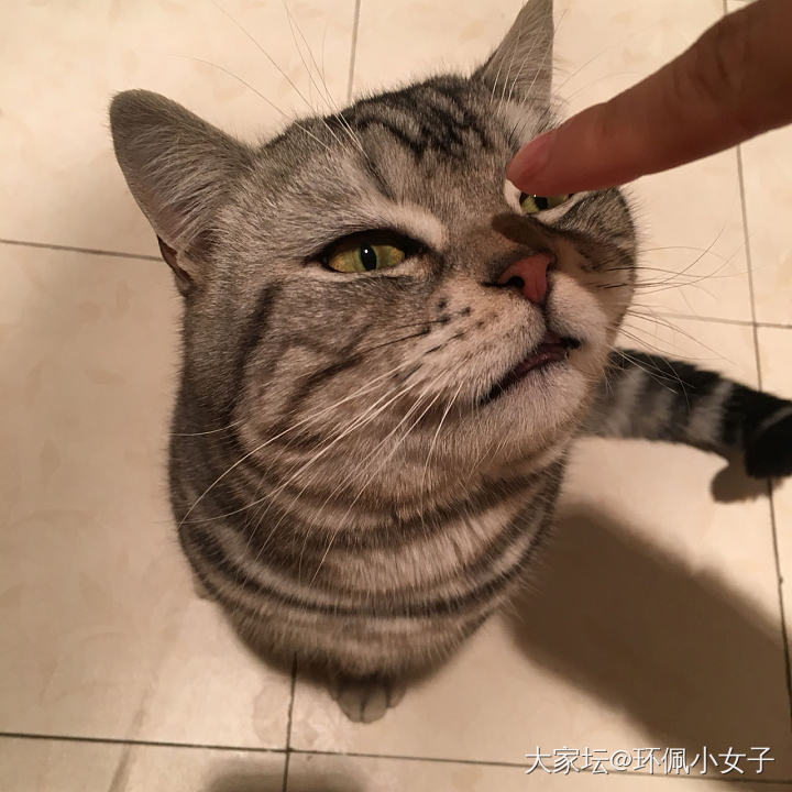 校长家的小苹果_金福利社猫