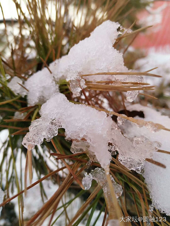 雪后_植物