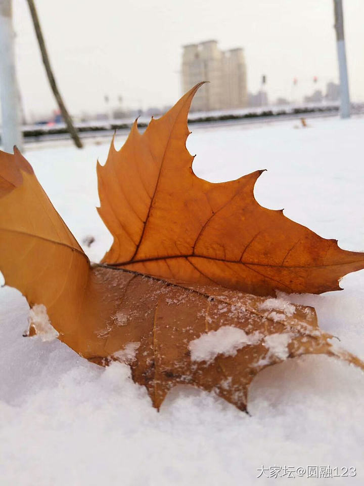 雪后_植物