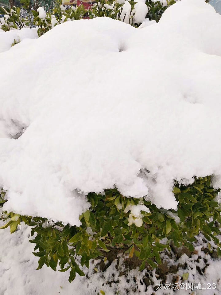 雪后_植物