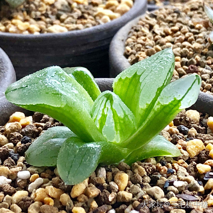 拍拍家里的十二卷_多肉植物