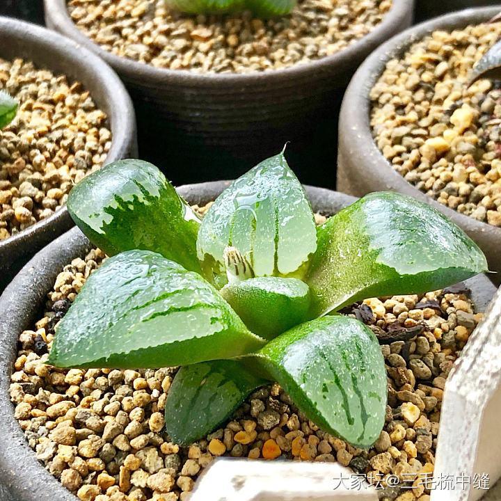 拍拍家里的十二卷_多肉植物