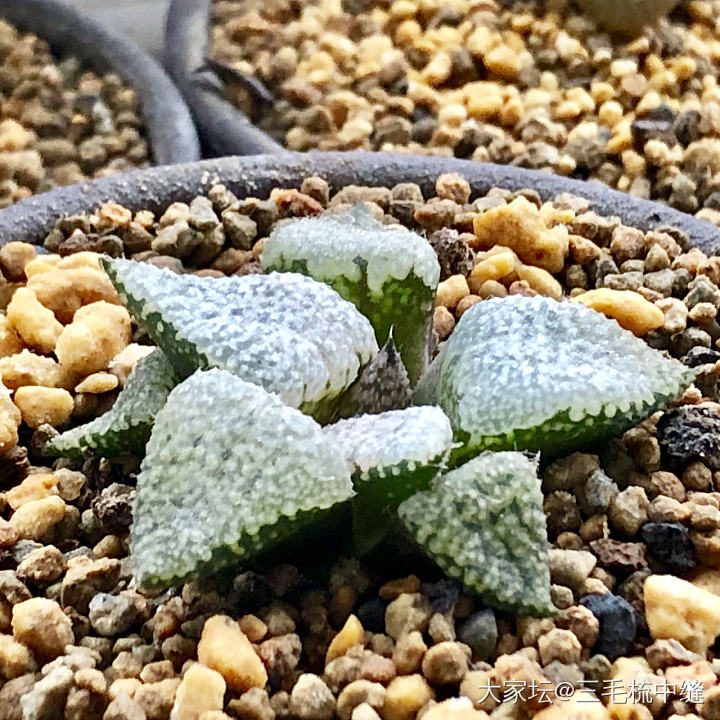 拍拍家里的十二卷_多肉植物