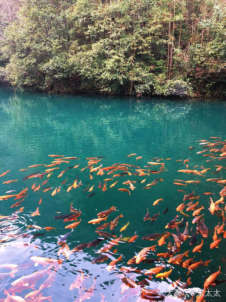 千佛山看山看水 未来寺观鱼观心._旅游