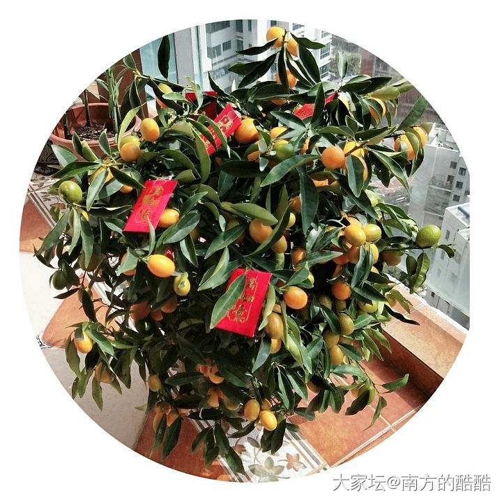 祝福友友们新年快乐哈！春节礼物给大家分享一下美物～🌹🌹🌹_节日