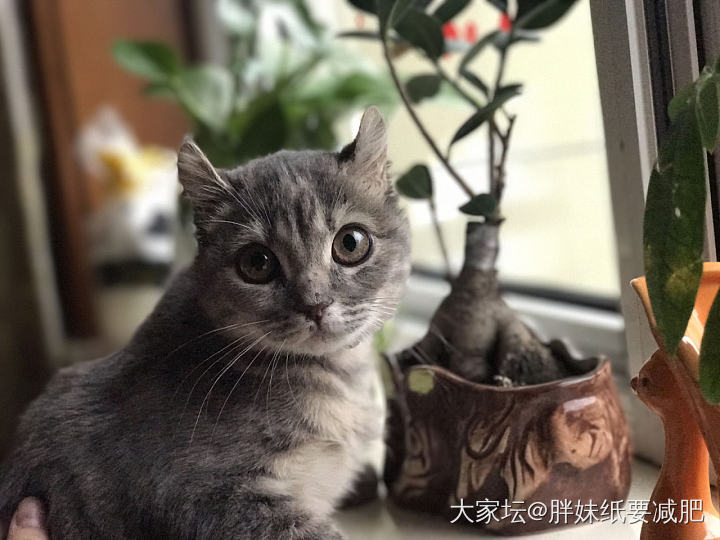 春节最后一天休假啦～晒晒猫猫和翠翠_翡翠猫宠物