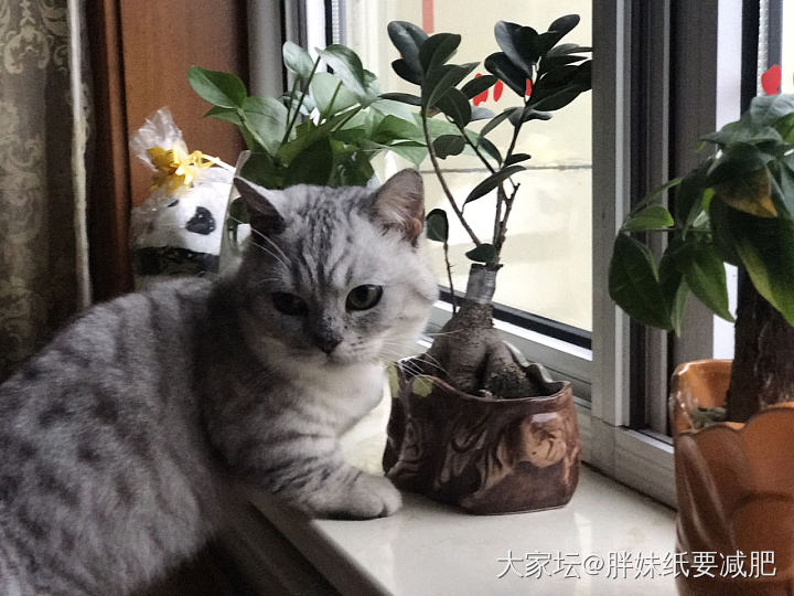 春节最后一天休假啦～晒晒猫猫和翠翠_翡翠猫宠物
