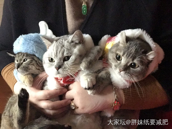 春节最后一天休假啦～晒晒猫猫和翠翠_翡翠猫宠物