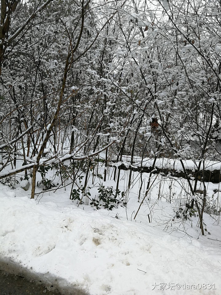 家乡后山雪景，我以为我在北方过年呢😄_景色