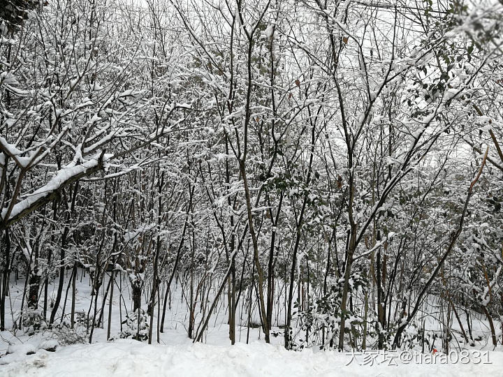 家乡后山雪景，我以为我在北方过年呢😄_景色