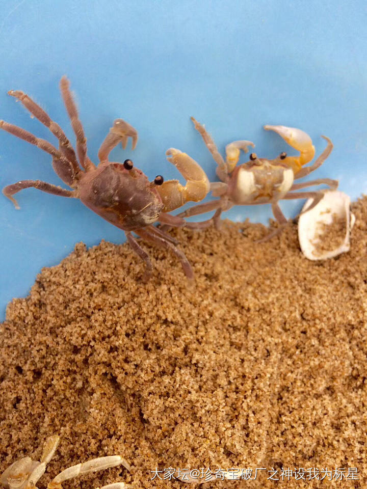 从沙子里挖出来的小螃蟹叫什么_宠物