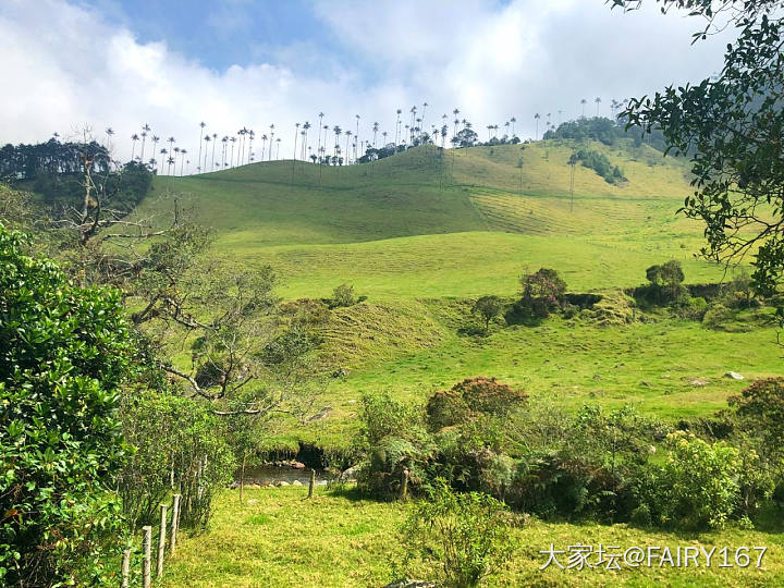 Salento 的cocora 山谷徒步_景色旅游