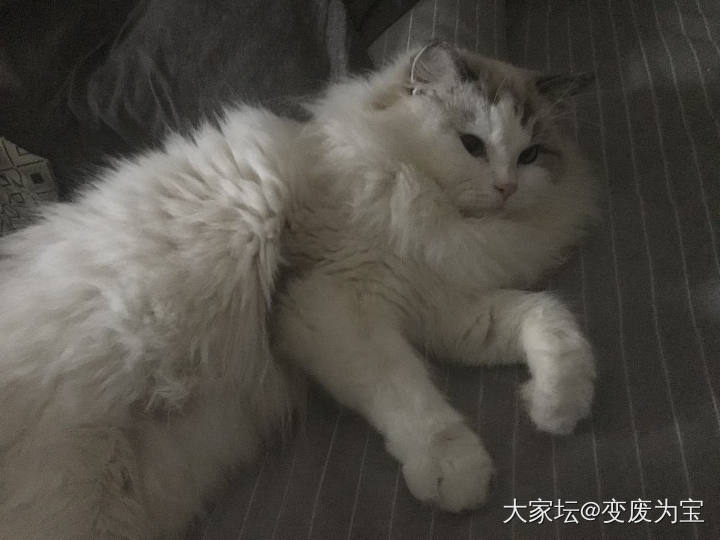 想培养成霸天虎的，哪知道成了霸床虎，怎么办呢😭_猫