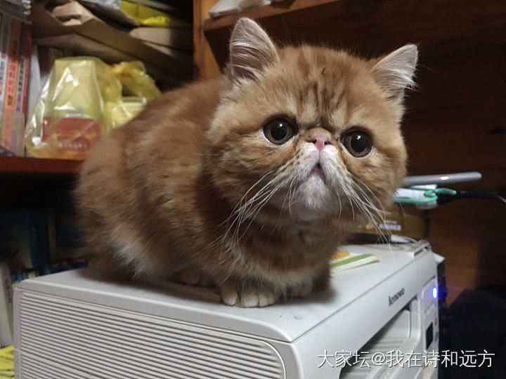 乖宝宝陪我加班_猫