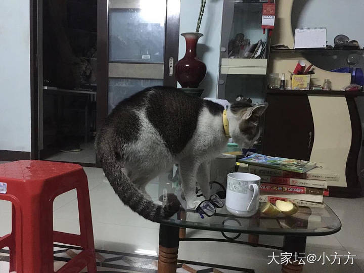 卧槽，正月十五又收礼物_猫宠物